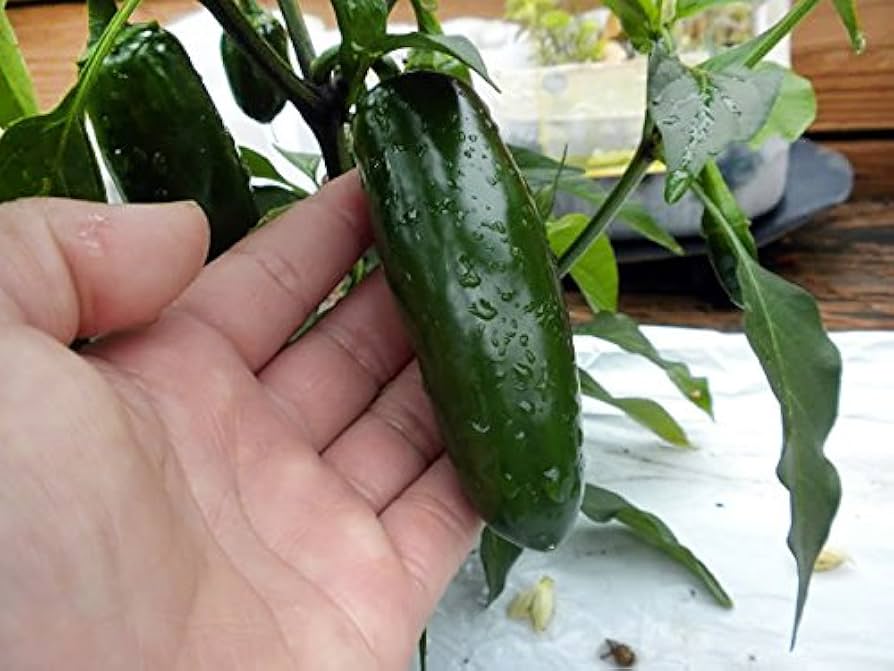 Mucho (Nacho Jumbo Jalapeno Pepper) for planting in garden